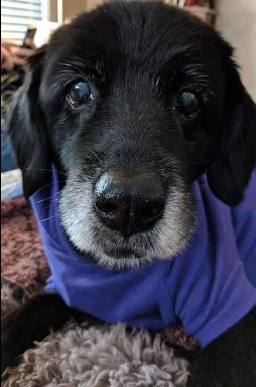 TweeetsOfDogs's tweet image. Say HI to our 18yr old Andy Pandy Puddin Pie. 🎂❤️
She is still going strong