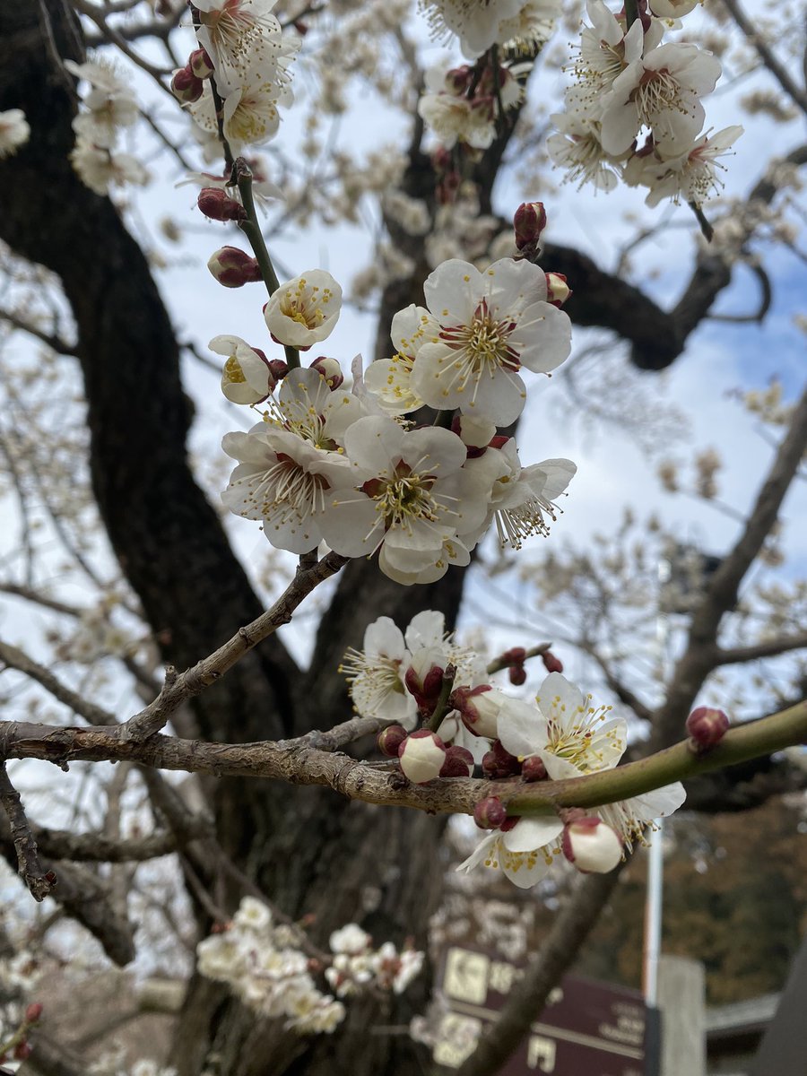 梅を見に偕楽園へ🌸 梅のソフトクリーム大好き🍦