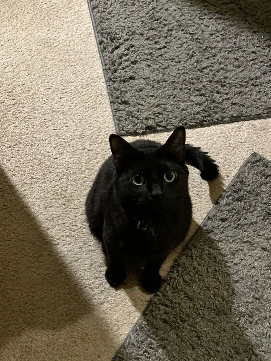 Black cats are not bad luck (@visualscat) on Twitter photo 
