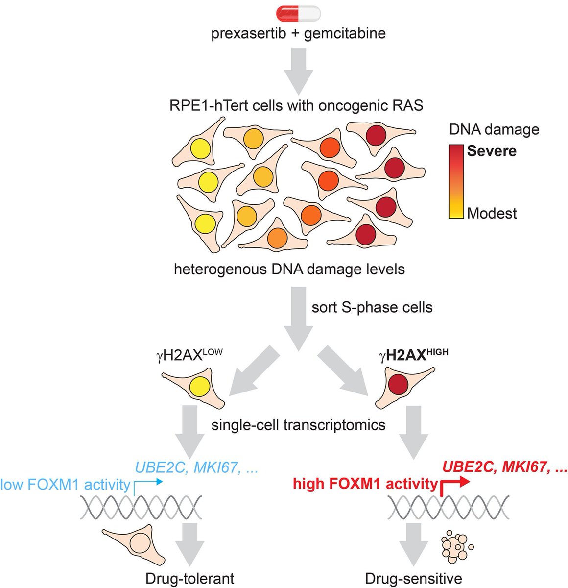 MolOncology's tweet image. Stochastic variation in the FOXM1 transcription program mediates replication stress tolerance

➡️ buff.ly/4kloIII

#FOXM1 #ReplicationStress #DNAdamage