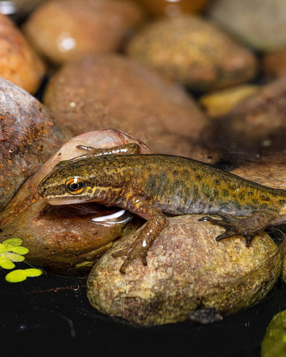 #WorldWildlifeDay is the perfect day to get outside and spot some freshwater wildlife! 🔎

From ponds to springs and streams, the UK has a diverse range of freshwater habitats where plants and animals thrive. 💚

📸 Southern Hawker by Kevin Baker, Diving Beetle by Neil Phillips