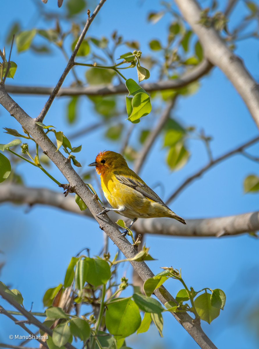 ShriMASH's tweet photo. #firecappedtit , small flock of these beauties stay in Gurgaon for a week or so in Gurgaon while going back home to China , Kashmir and Gilgit ! Took me three trips to get them 21, 22 and 2025 ! @IndiAves https://t.co/WVpnaY3woM