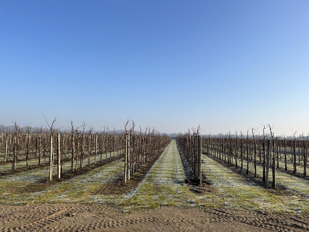 Eens zal de Betuwe in bloei weer staan! Het was vanochtend heerlijk wakker worden in Eck en Wiel <a href="/gemeenteburen/">Gemeente Buren</a>.
Voorjaar komt eraan! ☀️🍀