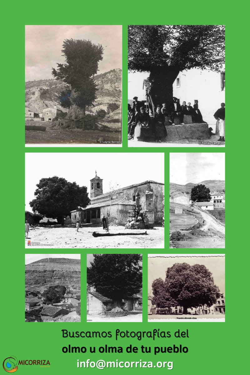 En #AsociaciónMicorriza estamos elaborando un libro recopilatorio con fotografías de los grandes #olmos y #olmas que había en los pueblos de la provincia de #Guadalajara 
Puedes colaborar enviando tus fotografías en formato .jpg por correo electrónico a info@micorriza.org
Gracias