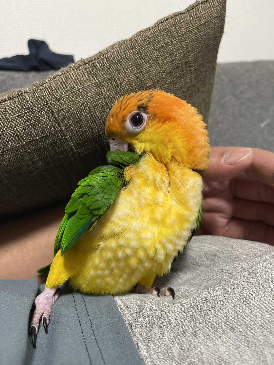 見て、ボクのおなかちょっとずつ白くなってきたヨ

#シロハラインコ
#もち丸