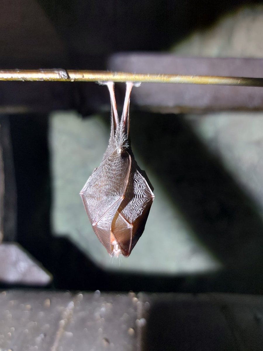 SWTConsultancy's tweet image. Check out these bats that we spotted during a recent hibernation check! 🦇

In this survey, the team found:

📌 25 lesser horseshoe bats
📌 7 greater horseshoe bats

Find out more about our bespoke surveys here: swtconsultancy.co.uk/ecology/protec…