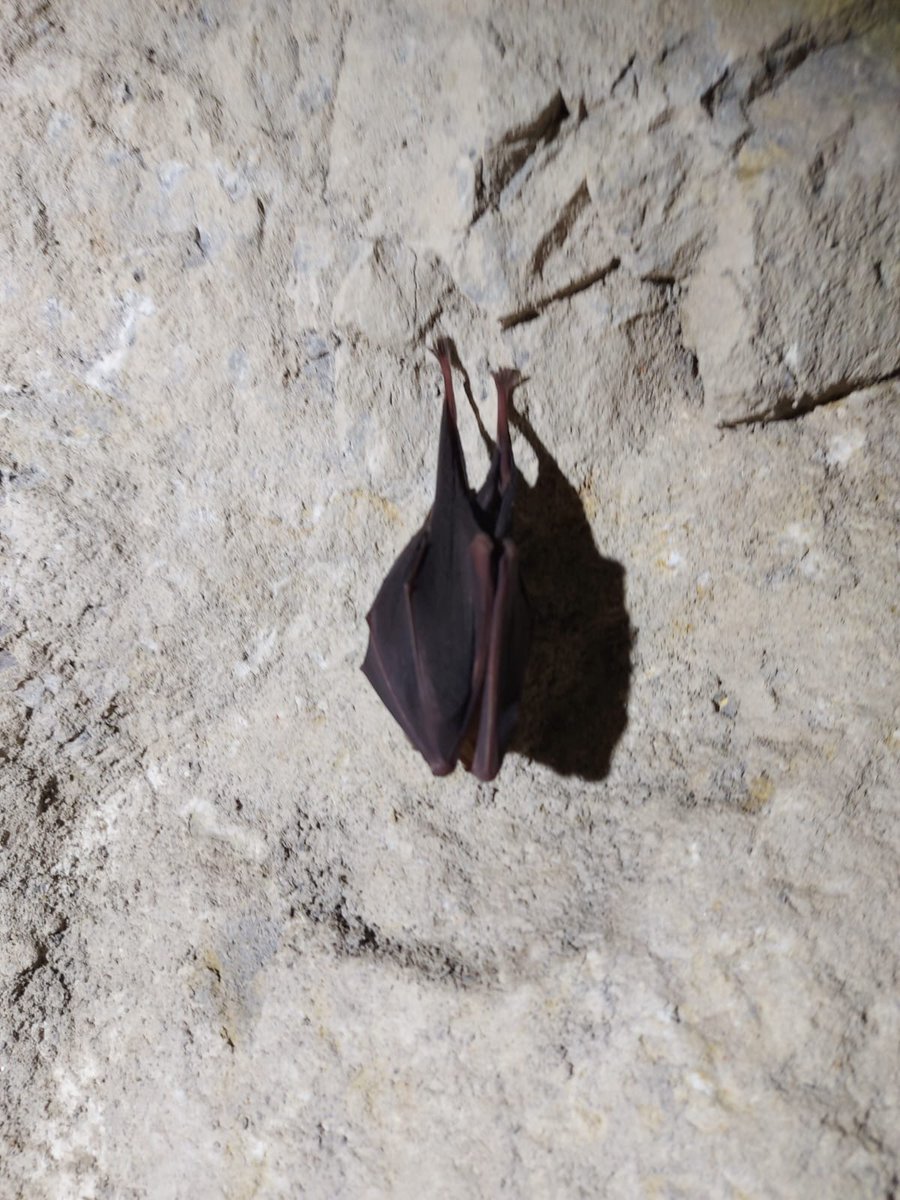 SWTConsultancy's tweet image. Check out these bats that we spotted during a recent hibernation check! 🦇

In this survey, the team found:

📌 25 lesser horseshoe bats
📌 7 greater horseshoe bats

Find out more about our bespoke surveys here: swtconsultancy.co.uk/ecology/protec…
