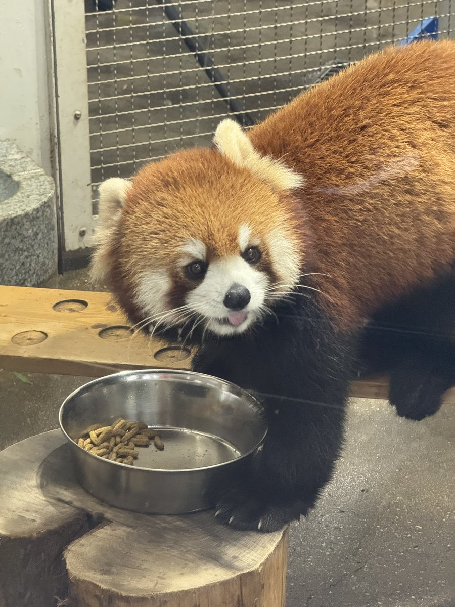 marupo61530551's tweet image. 杏香ちゃん🎎💕

2025-3-2
#杏香 #あこ #アコ #Ako
#レッサーパンダ #RedPanda  
#ひな祭り
#熊本市動植物園