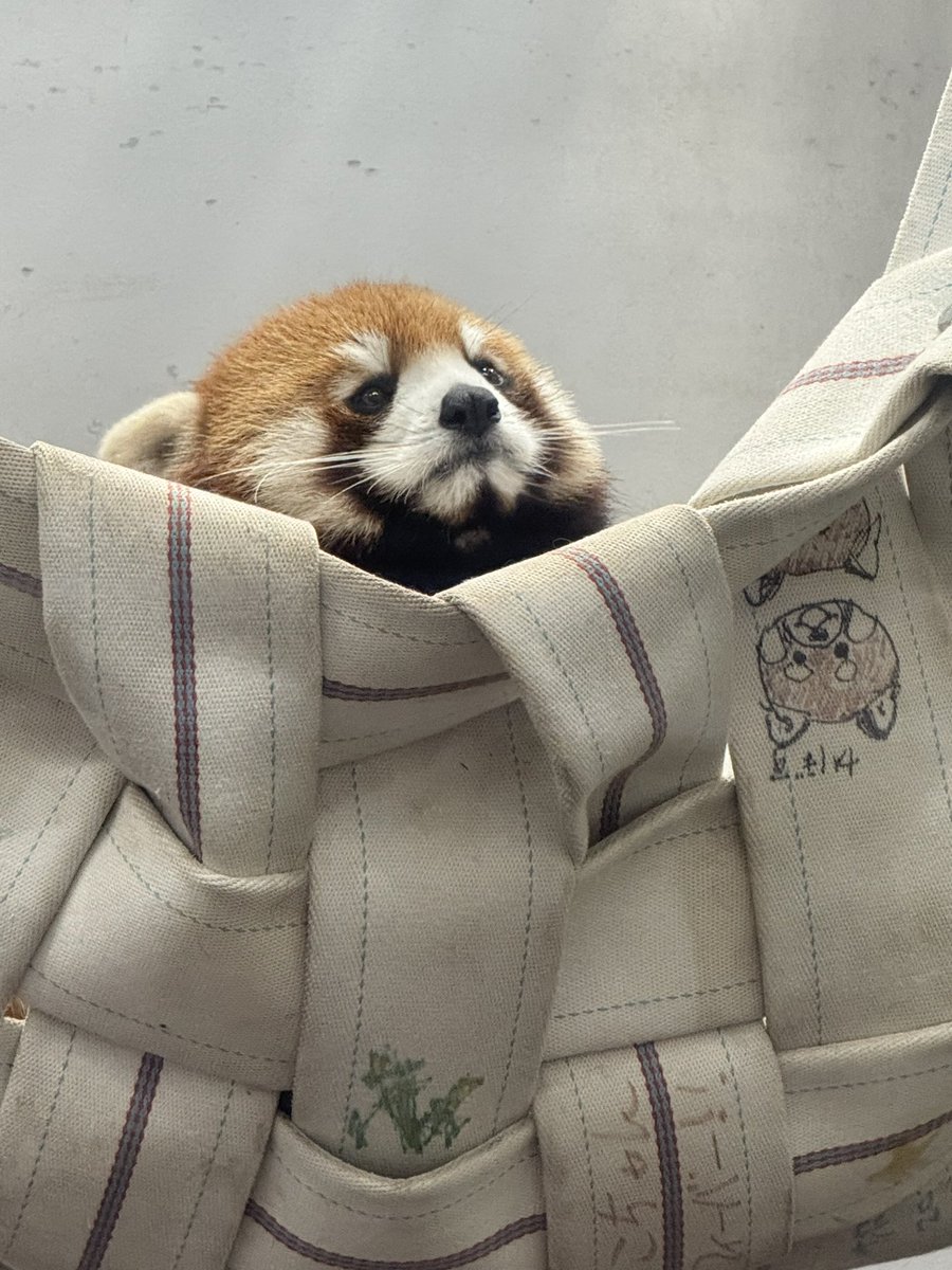 marupo61530551's tweet image. 杏香ちゃん🎎💕

2025-3-2
#杏香 #あこ #アコ #Ako
#レッサーパンダ #RedPanda  
#ひな祭り
#熊本市動植物園