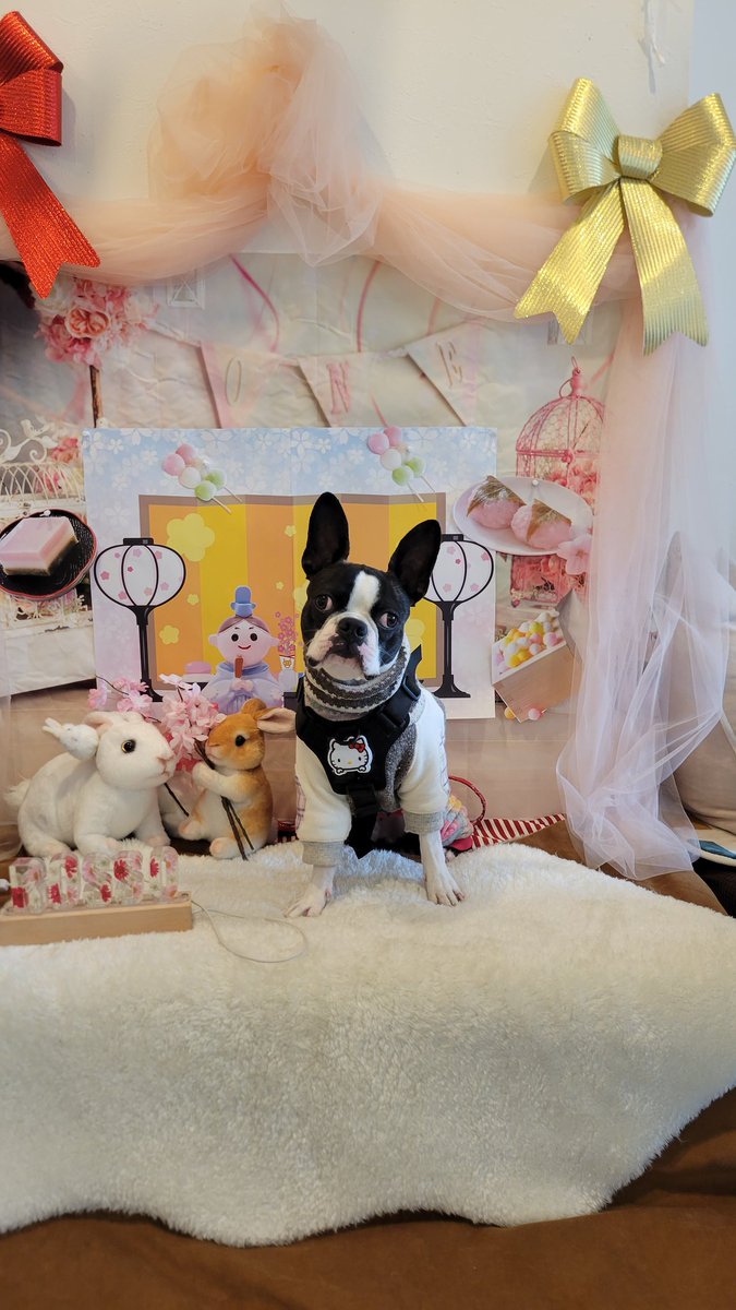 犬好き専用 確認(・:゜д゜:・)♡画像3枚 3月3日