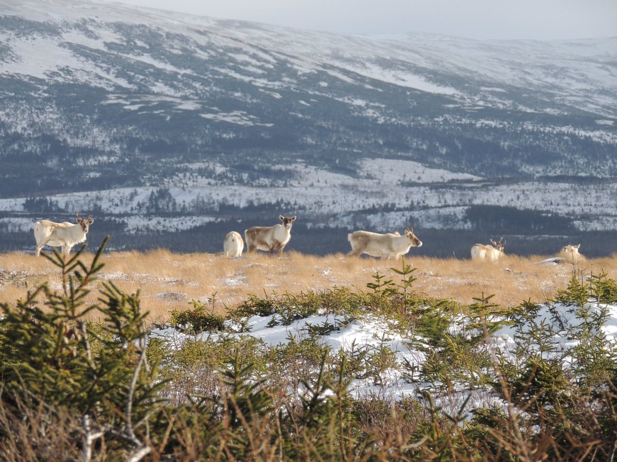 A small herd of caribou feeding on the coastal plain between the ocean and the Long Range Mountains. I hope we all have a better week politically but who knows!
