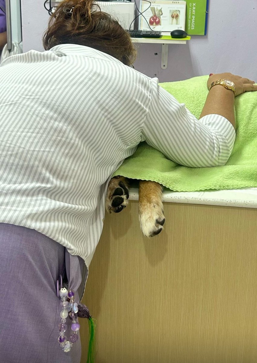 NiallHarbison's tweet image. Sadly this morning Jimmy took a turn for the worse and went downhill fast. He passed at about 11am surrounded by love and his mum. 

He didn’t like being alone and I’m happy to say we had someone with him 90% of the 4 days he was with us. People took turns sitting and sleeping…