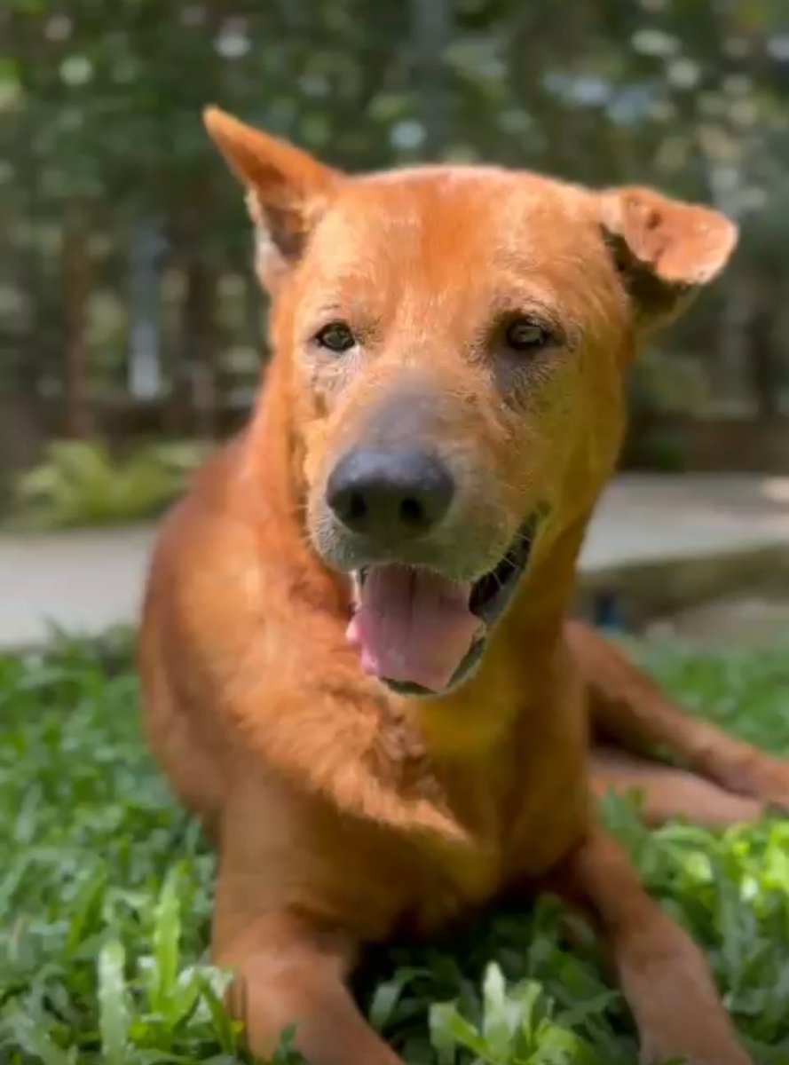 NiallHarbison's tweet image. Sadly this morning Jimmy took a turn for the worse and went downhill fast. He passed at about 11am surrounded by love and his mum. 

He didn’t like being alone and I’m happy to say we had someone with him 90% of the 4 days he was with us. People took turns sitting and sleeping…