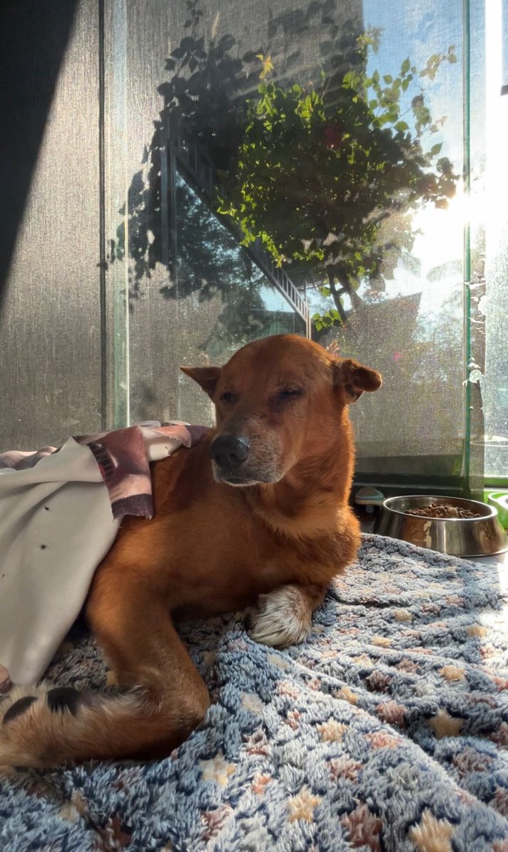 NiallHarbison's tweet image. Sadly this morning Jimmy took a turn for the worse and went downhill fast. He passed at about 11am surrounded by love and his mum. 

He didn’t like being alone and I’m happy to say we had someone with him 90% of the 4 days he was with us. People took turns sitting and sleeping…