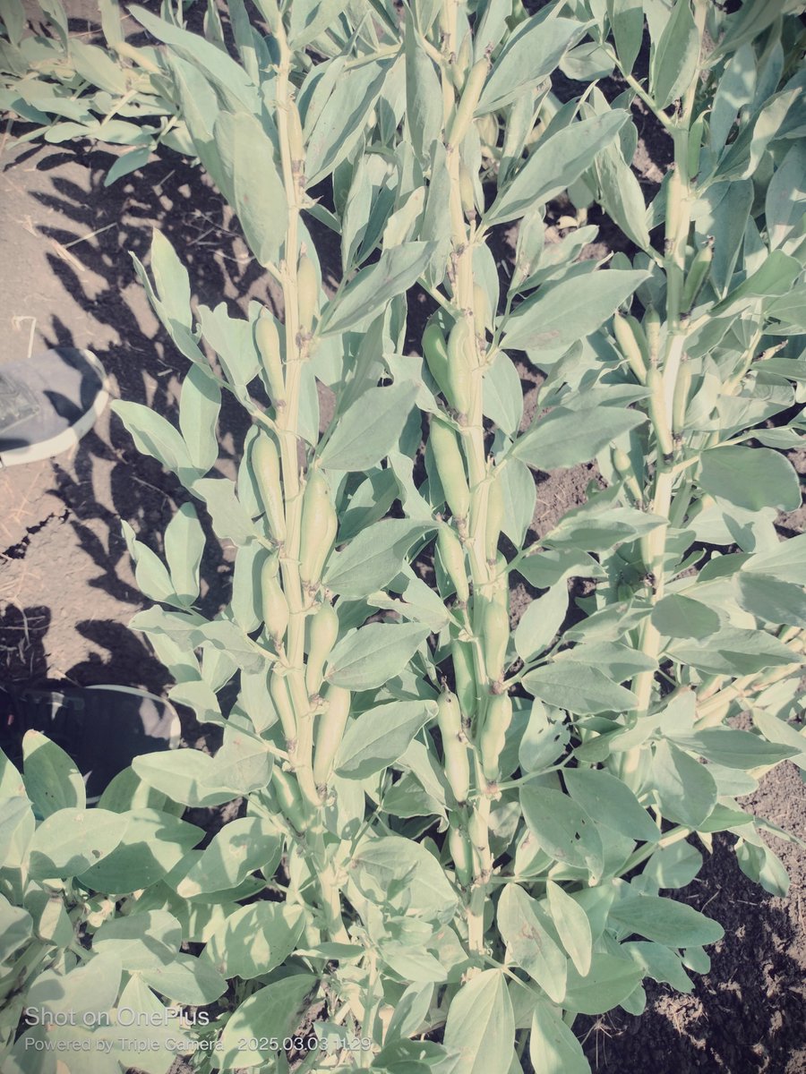 🔬#Selection of #promising #FabaBean 🌱#VegetableTypes lines with Dr. <a href="/Fmaalouf71Fouad/">fouad maalouf</a>, Legume Breeder <a href="/ICARDA/">ICARDA</a>. Field demonstration conducted for #Kyrgyzstan delegates &amp; scientists at #ICARDA #FLRP, highlighting advancements in breeding and genetic improvement.