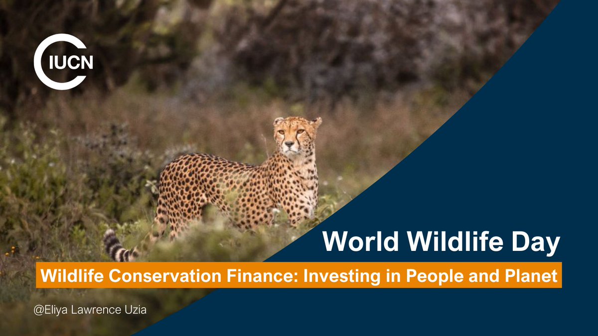 Joining the world to celebrate #WorldWildlifeDay2025 

Wildlife conservation is not just about protecting species—it is securing the ecosystems that sustain people, economies and our collective well-being. 

➡️Full message from <a href="/IUCN/">IUCN</a> Director General youtu.be/MJcasbHa5BY?si…
