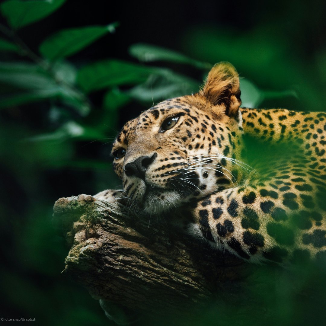 More than one million species of wild flora and fauna are threatened with extinction, many within decades.

Today is #WorldWildlifeDay. Let's take action #ForNature and invest in our planet - every action counts: wildlifeday.org/en