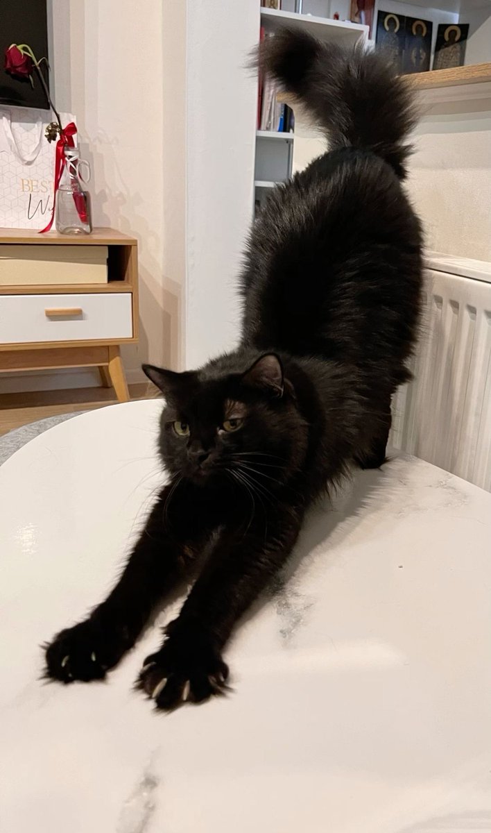 Black cats are not bad luck (@visualscat) on Twitter photo 