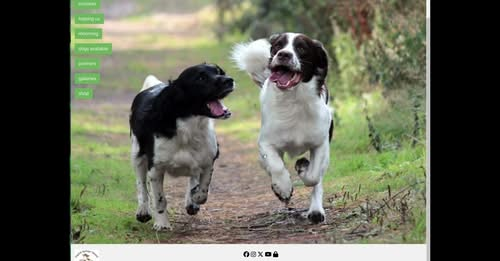 English Springer Spaniel Welfare tweet media