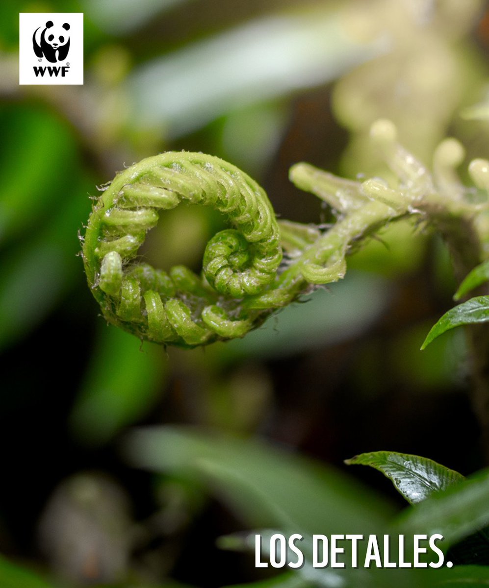 La biodiversidad es el corazón de nuestro ecosistema, y cada especie, sin importar su tamaño, contribuye a la riqueza y belleza de nuestro planeta 🌍💚