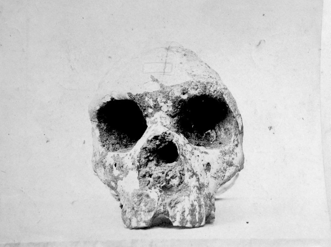 FossilHistory's tweet image. The Forbes Quarry Neanderthal was presented to the Gibraltar Scientific Society #OnThisDay in 1848. Not yet considered a "Neanderthal," it was discovered eight years before the 'man from the Neander valley' that gave the species its name. 📸 RCS London