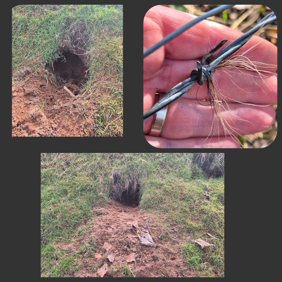 Once a Scruffy Cop (@scruffycop) on Twitter photo #WorldWildlifeDay I spent a couple of hours on land destined for development. eco survey had been submitted and signed in Jan. pleased to find what appears to be two new sett entrances that weren't on the survey. Objection submitted. #Wildlife <a href="/BadgerPPDG/">Badger Crime Priority Delivery Group</a> #protectwildlife #WorldWildlifeDay I spent a couple of hours on land destined for development. eco survey had been submitted and signed in Jan. pleased to find what appears to be two new sett entrances that weren't on the survey. Objection submitted. #Wildlife <a href="/BadgerPPDG/">Badger Crime Priority Delivery Group</a> #protectwildlife