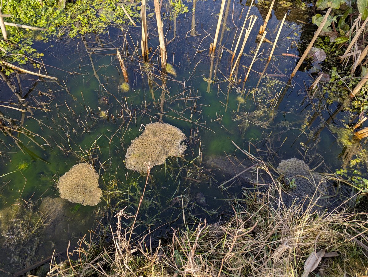 4 clumps of Frog spawn spotted just now in my garden pond. Spotted on 3 March last year too.
#spawnmap <a href="/PondDip/">Pond Dip🐸</a>