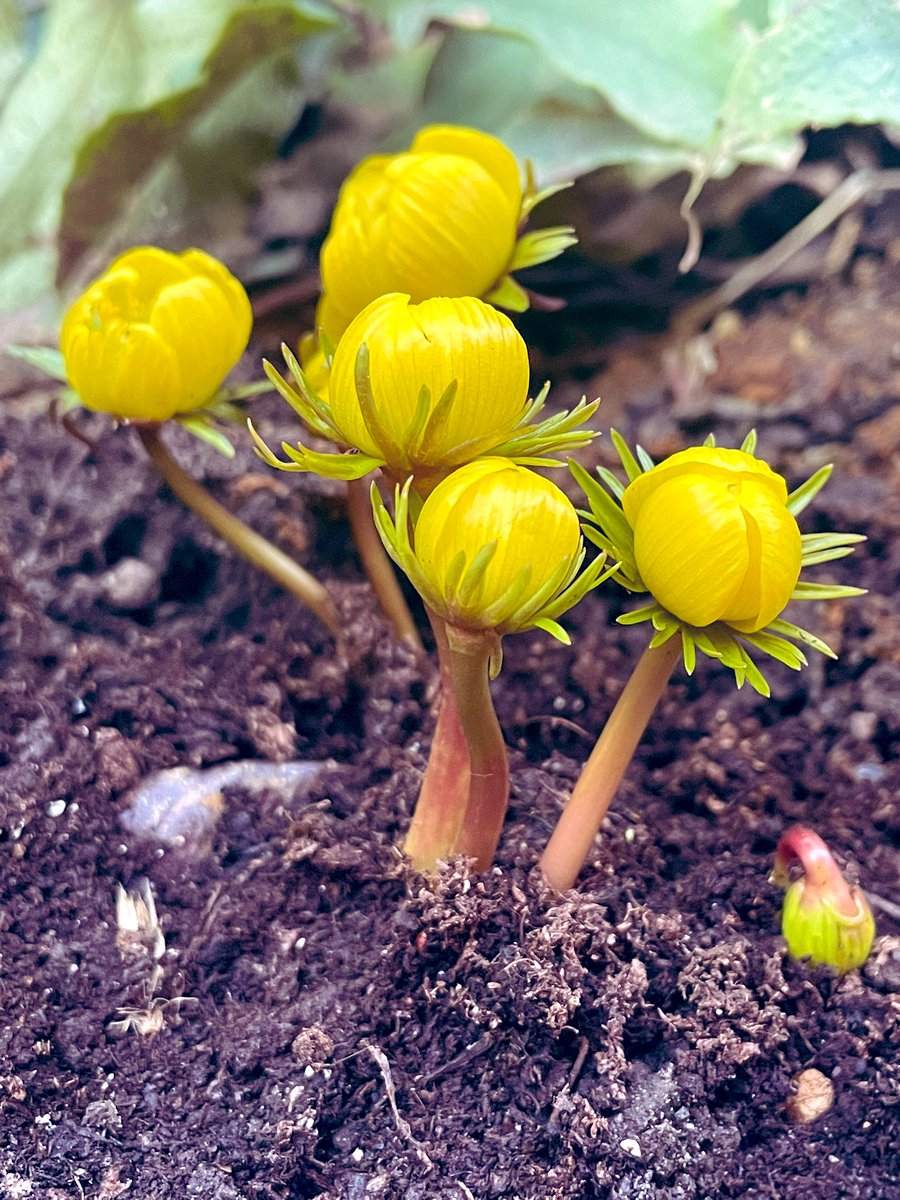 I just bought these strange beauties. A little clump of sunshine. So odd when plants flower before they have leaves. 

Have a lovely day everyone 

#flower #flowers #garden #gardening