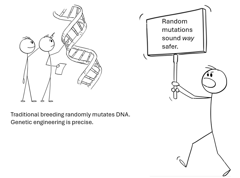 Simon Maechling (@simonmaechling) on Twitter photo Humans have modified crops for thousands of years. Genetic engineering just does it faster & precisely. Humans have modified crops for thousands of years. Genetic engineering just does it faster & precisely.