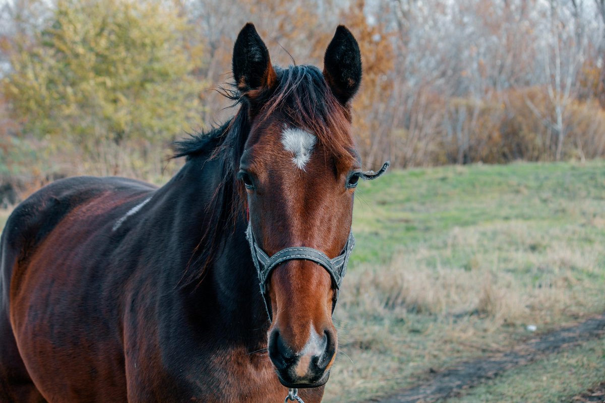 Animals (@animals_mdpi) on Twitter photo Authors from <a href="/NottinghamVets/">University of Nottingham Vet School</a> <a href="/Bellequine/">Bell Equine Vets</a> and <a href="/UoN_SHS/">UoN Health Sciences</a> have just published new research on the important roles and experiences of veterinary and charity teams, when contributing to euthanasia and end-of-life decision-making for horses.
Read the paper here: bit.ly/43goI6F Authors from <a href="/NottinghamVets/">University of Nottingham Vet School</a> <a href="/Bellequine/">Bell Equine Vets</a> and <a href="/UoN_SHS/">UoN Health Sciences</a> have just published new research on the important roles and experiences of veterinary and charity teams, when contributing to euthanasia and end-of-life decision-making for horses.
Read the paper here: bit.ly/43goI6F
