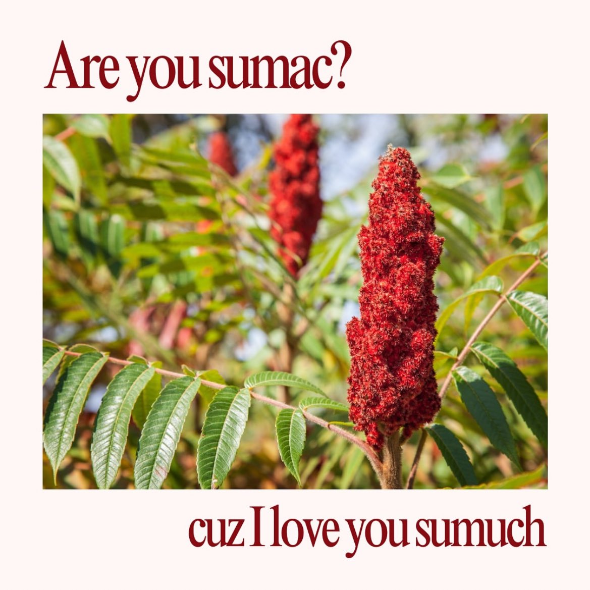 dorito (@pancakeliizard) on Twitter photo 