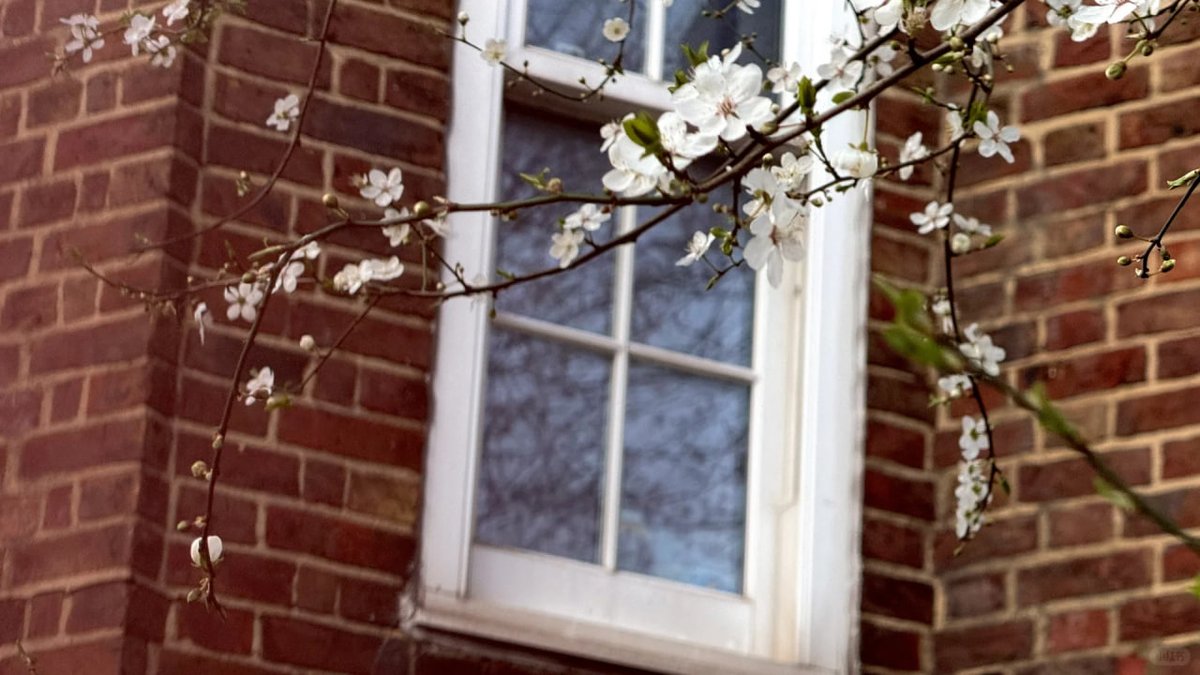 The cherry blossoms in London are in bloom🌸