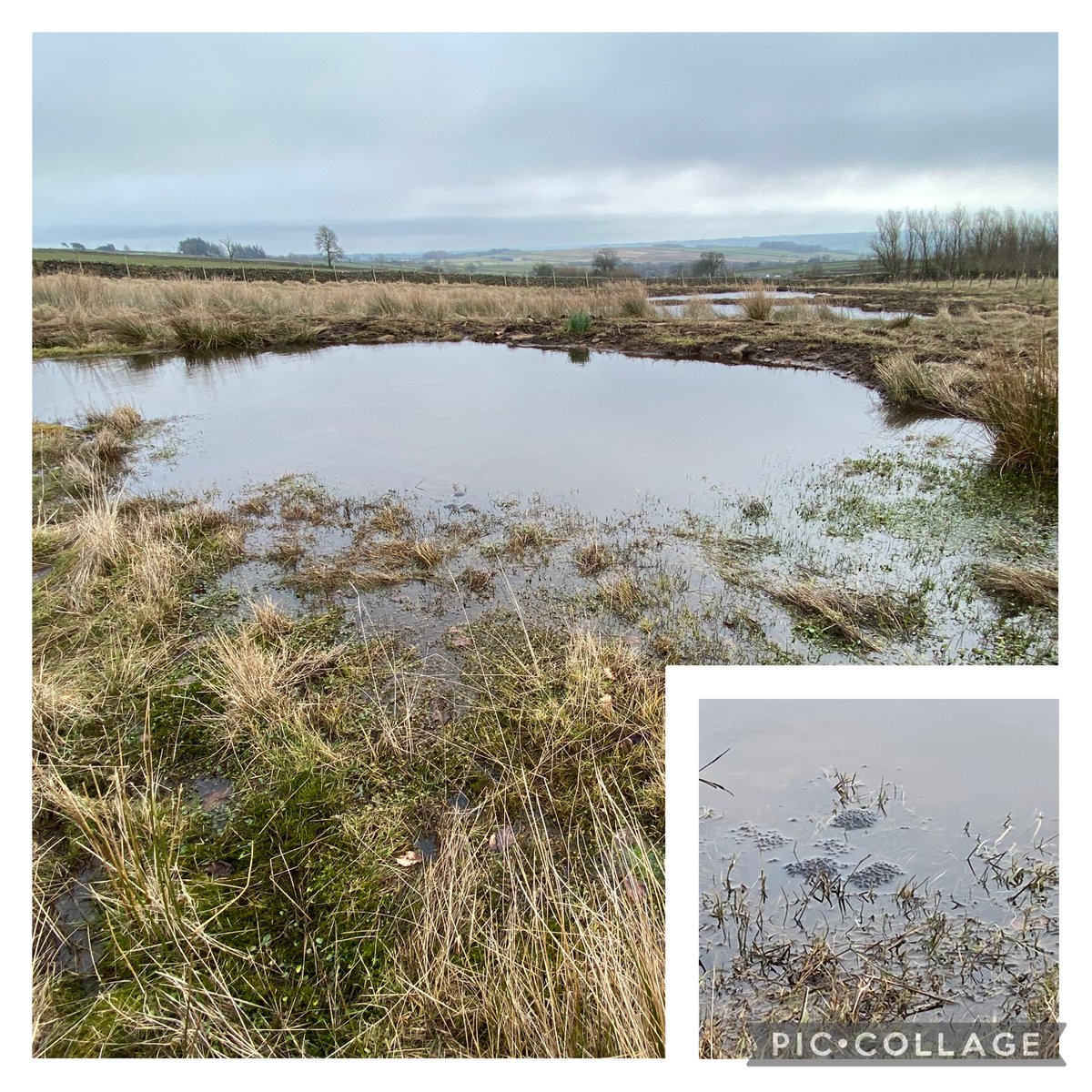 Kate Wright (@katewfreshwater) on Twitter photo Two years since my first visit here, and again it has yielded my first spawn sighting of the year, keyed to freshwaterhabitats.org.uk/advice-resourcā¦
We restored this pond last autumn and added two new ponds, so it's great to see the frogs returning and making use of their improved habitat šøš Two years since my first visit here, and again it has yielded my first spawn sighting of the year, keyed to freshwaterhabitats.org.uk/advice-resourcā¦
We restored this pond last autumn and added two new ponds, so it's great to see the frogs returning and making use of their improved habitat šøš