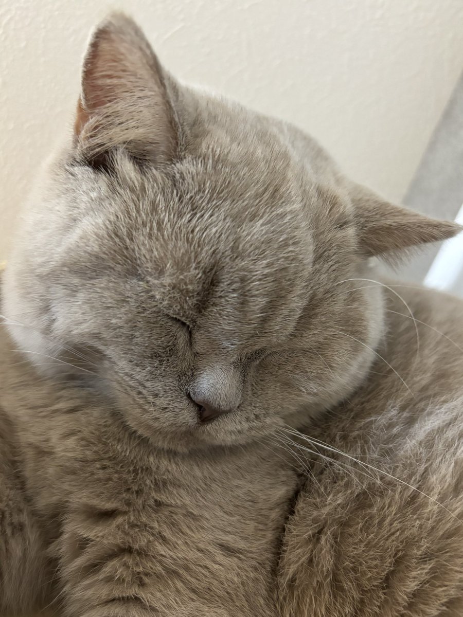 男梅ならぬ女梅になってる写真集

#ブリティッシュショートヘア #cat #猫のいる暮らし #ねこと暮らす