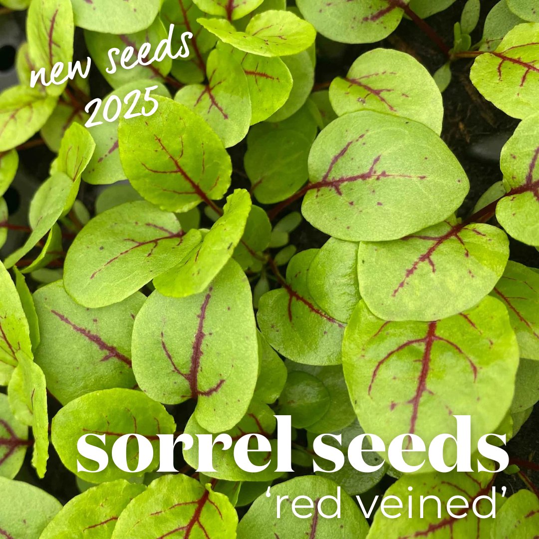 Bring beauty and flavour to your garden with Sorrel ‘Red Veined’, a versatile herb that’s as delicious as it is decorative.

👉 Order your seeds today and savour the taste of ‘Red Veined’ in 2025! bit.ly/4gHGyTZ

#SorrelRedVeined #NewFor2025 #GrowYourOwn #HerbGarden
