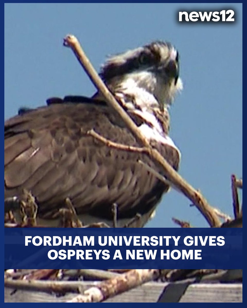HOME FOR BIRDS: #FordhamUniversity built a nesting pole for the #birds to house their eggs when they migrate to the area. - bit.ly/43iEnlI

#News12 #Bronx #ospreys