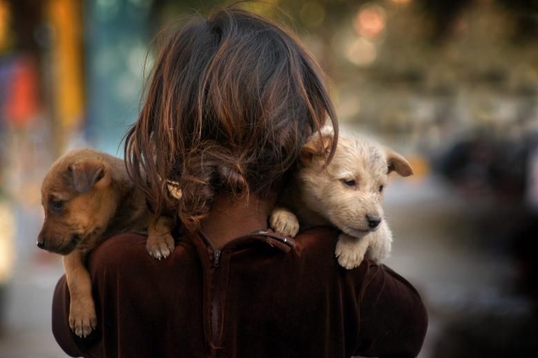 stockvault's tweet photo. Add a dose of cuteness to your projects! 🐶💕 A girl with adorable puppies—perfect for heartwarming and playful designs. Download now on StockVault! 
https://t.co/a5NmhB2X3F 

#StockVault #PetLovers #CreativeAssets #FreeStockPhotos https://t.co/SuXQDxky1e