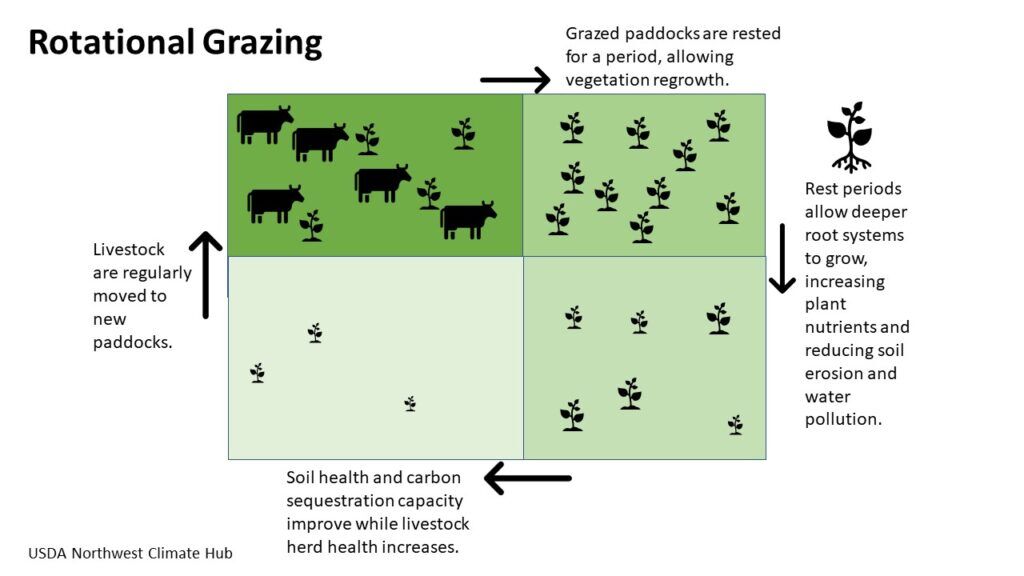 GoNaturalEd's tweet image. 🐂 What's the "rotational" in rotational grazing? It's not about the way that animals graze. It's about how animals are stocked on a pasture. bit.ly/4h0nKyv #farms #ranches #agrilculture #grazing #cows #rotationalgrazing