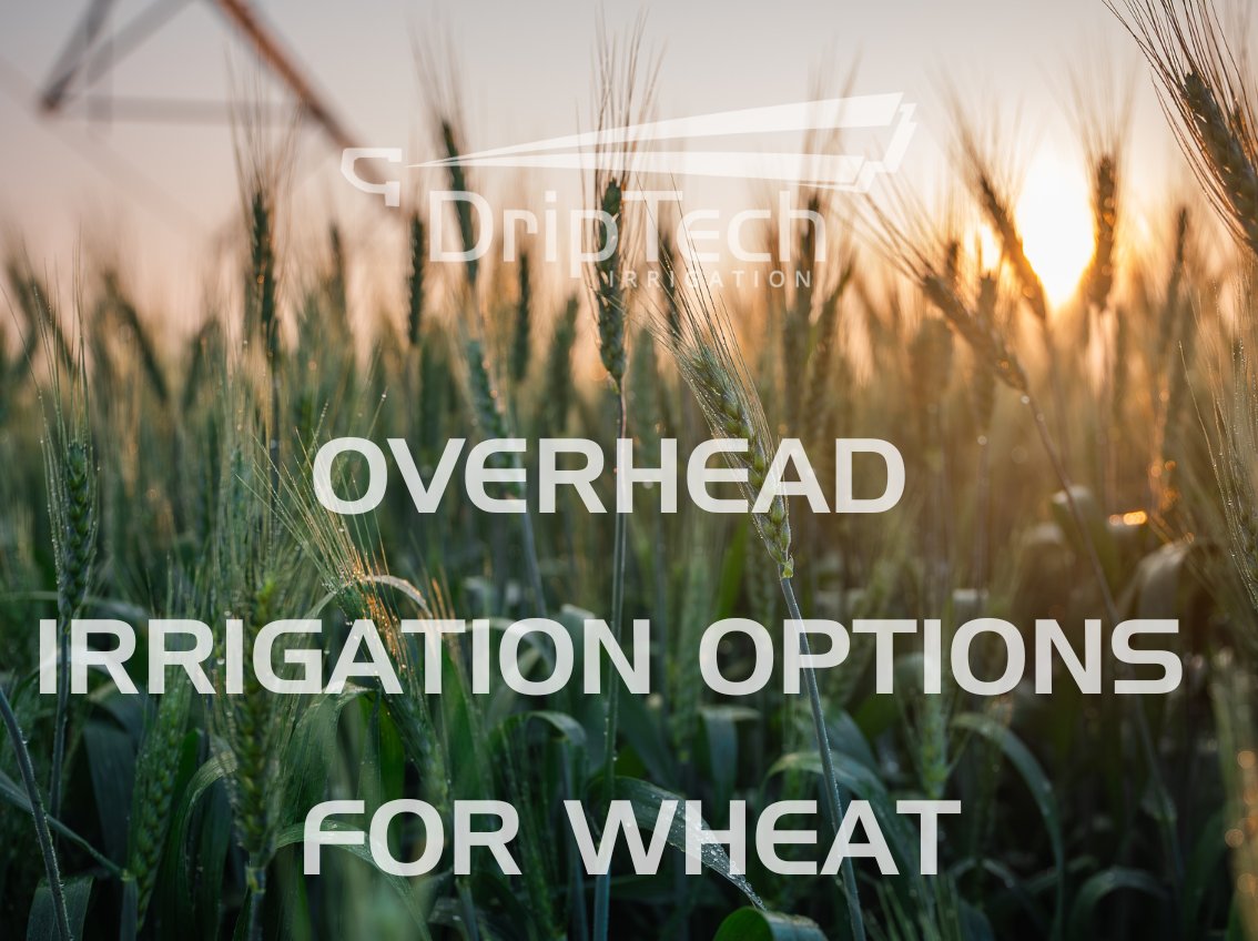 DriptechI's tweet image. DripTech offers solutions for your fields:

Otech Pivots – Reliable for large-scale irrigation.
Hose Reels – Even water distribution, less labor.
AgriSnap – Flexible for small &amp;amp; medium farms.

Which method do you prefer for your wheat farming? Let us know!