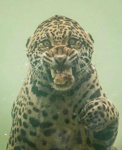"Jaguar"

Por estas increíbles fotos tomadas bajo el agua por el fotógrafo Herbert van der Veek.