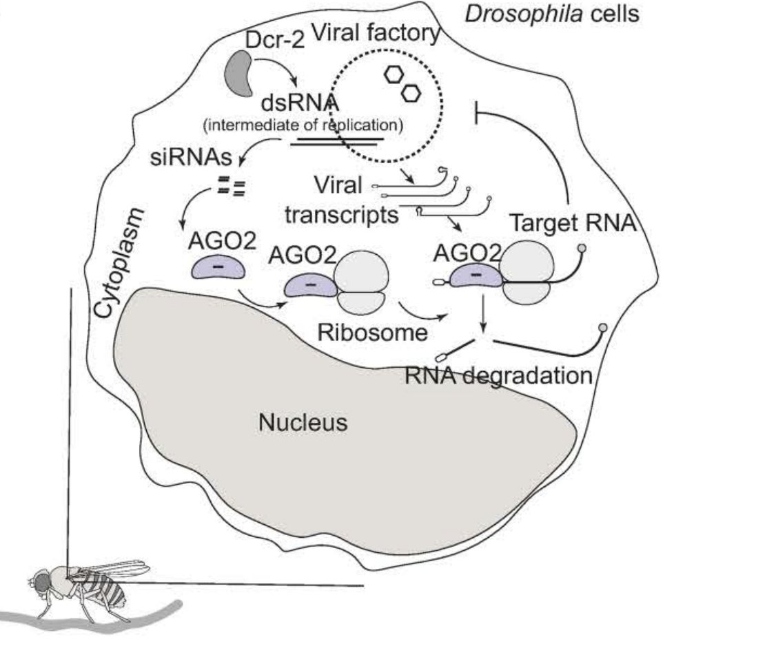 sRNAPapers's tweet image. Argonaute 2 targets viral transcripts but not genomes of RNA viruses during antiviral RNA interference in Drosophila journals.plos.org/plospathogens/…