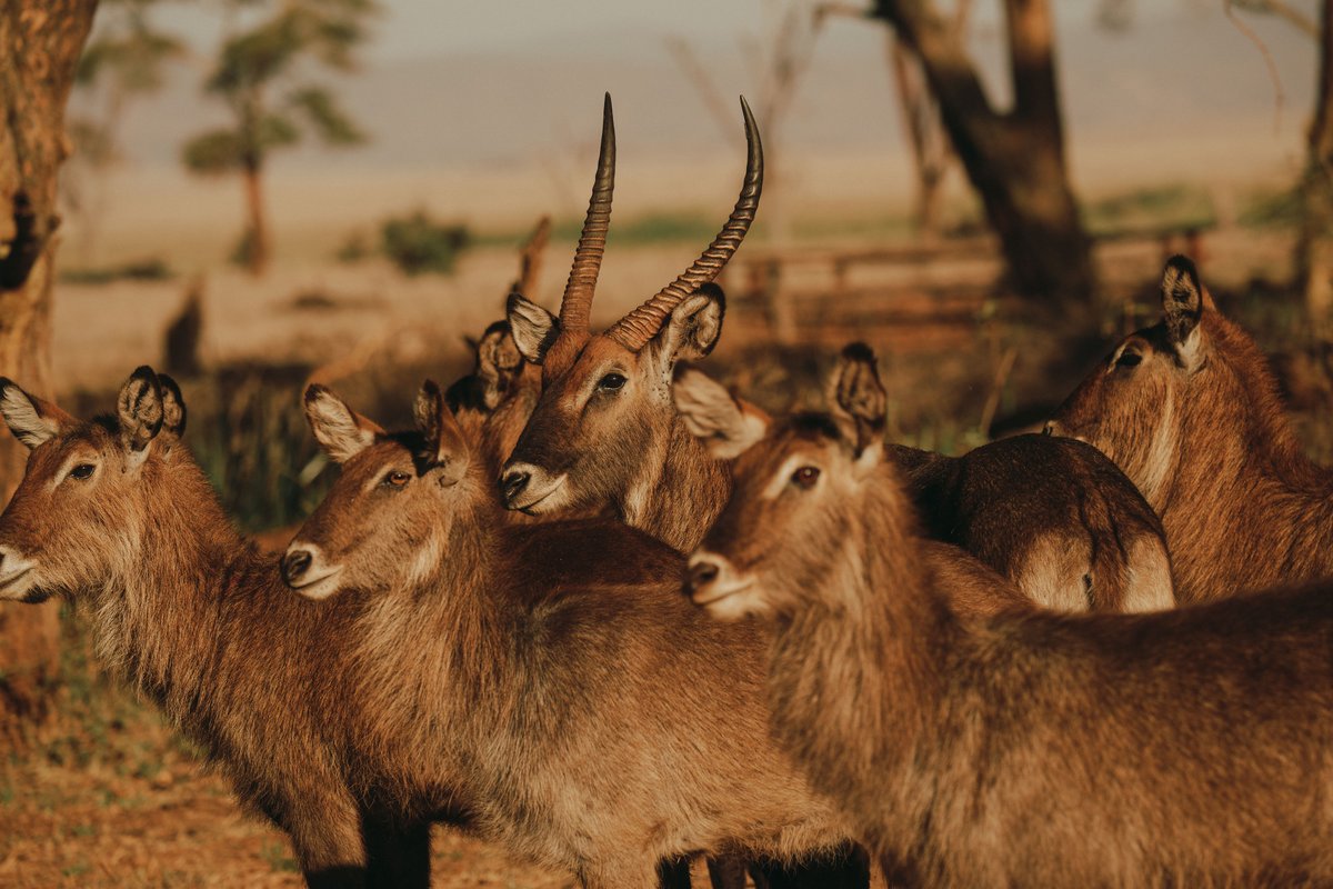 Fonds français pour l'environnement mondial (FFEM) (@ffem_fr) on Twitter photo 🌍En cette #JournéeMondialeDeLaVieSauvage, célébrons la biodiversité du #Kenya !
Avec "Connectivité Nord", projet porté par <a href="/NRT_Kenya/">@nrt_kenya</a> :
🔸 4 conservancies créées
🔸 Populations d’espèces menacées en hausse
➡️ En savoir + : bit.ly/4iosXBc
#Conservation 🌍En cette #JournéeMondialeDeLaVieSauvage, célébrons la biodiversité du #Kenya !
Avec "Connectivité Nord", projet porté par <a href="/NRT_Kenya/">@nrt_kenya</a> :
🔸 4 conservancies créées
🔸 Populations d’espèces menacées en hausse
➡️ En savoir + : bit.ly/4iosXBc
#Conservation