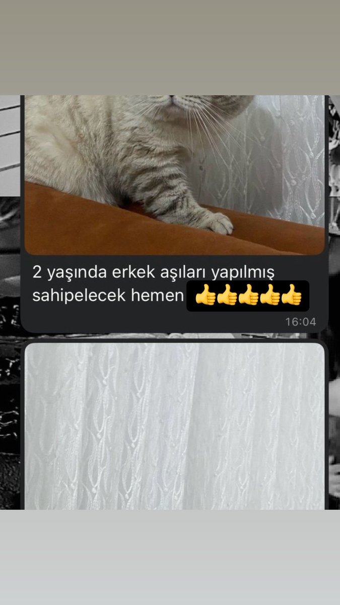 Efendim sahiplendikten sonra ömrü boyunca bakmakla hükümlü olduğunuz ufaklığı tabikide sizin emrinizle acil olarak hemen sahiplendiririz, onun duygusu falan yokmuşcasına yaparız bunu neden siz emrediyorsunuz