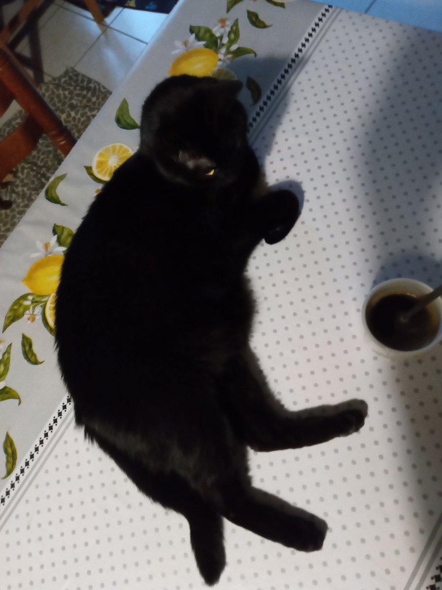 ChipWoufs's tweet photo. Zé 4 ans zourduile 😺
On a fait le tidej en tête à tête avec numaine https://t.co/5quFH19CdK