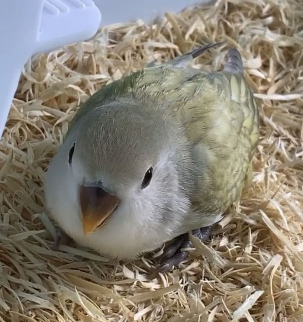 #ヒナ祭り
幼いよもちゃん🐣