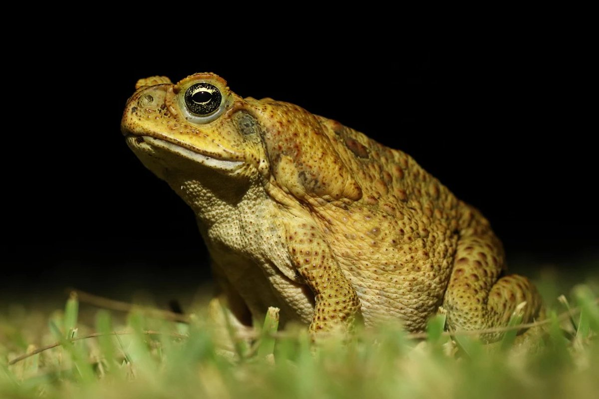 Bibiana Rojas (@biobiiana) on Twitter photo Have a look at this coverage of the new paper led by Daniel Shaykevich, featuring <a href="/frog_tracker/">Andrius Pašukonis</a>, both currently at <a href="/KLIVVWien/">KLIVV Vienna</a> 😊 Link to paper in the comments 🐸 Have a look at this coverage of the new paper led by Daniel Shaykevich, featuring <a href="/frog_tracker/">Andrius Pašukonis</a>, both currently at <a href="/KLIVVWien/">KLIVV Vienna</a> 😊 Link to paper in the comments 🐸