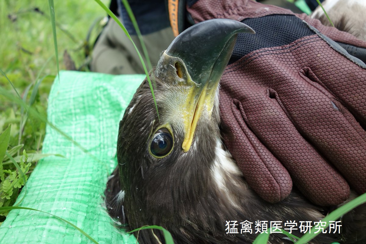 raptor_biomed's tweet image. 私たちが10年以上にわたって観察を続け、共生のための保全活動を行ってきた釧路市内に棲むオジロワシの家族。この写真は10年近く前に行った、ヒナの健康診断とGPS送信機装着の様子。環境省も参加してほぼ毎年行われてきたこの調査によって、巣立った幼鳥が巣の周辺で数ヶ月間親から餌をもらって過ごす…