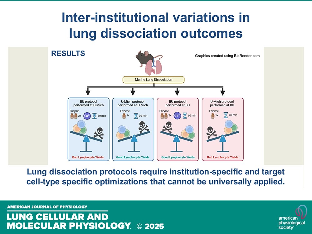AJP-Lung Cellular and Molecular Physiology (@ajplung) on Twitter photo Methods and Resources from OS Harlow and VR Ravi et al. (<a href="/UMich/">University of Michigan</a> <a href="/BUMedicine/">Boston U Chobanian & Avedisian School of Medicine</a> <a href="/AnukulShenoy/">Anukul Shenoy</a>) The mysterious case of missing #lymphocytes: a cautionary tale of interinstitutional variability in outcomes of lung dissociation protocols #collagenase
🔗ow.ly/EMHg50UVW8m Methods and Resources from OS Harlow and VR Ravi et al. (<a href="/UMich/">University of Michigan</a> <a href="/BUMedicine/">Boston U Chobanian & Avedisian School of Medicine</a> <a href="/AnukulShenoy/">Anukul Shenoy</a>) The mysterious case of missing #lymphocytes: a cautionary tale of interinstitutional variability in outcomes of lung dissociation protocols #collagenase
🔗ow.ly/EMHg50UVW8m