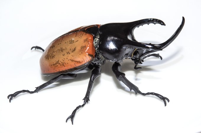 スーパーでまたガチャを回してしまった
しかし出来いいな 