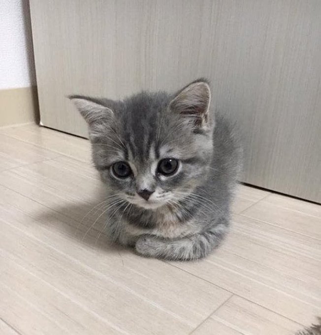 cutest cats tweet media